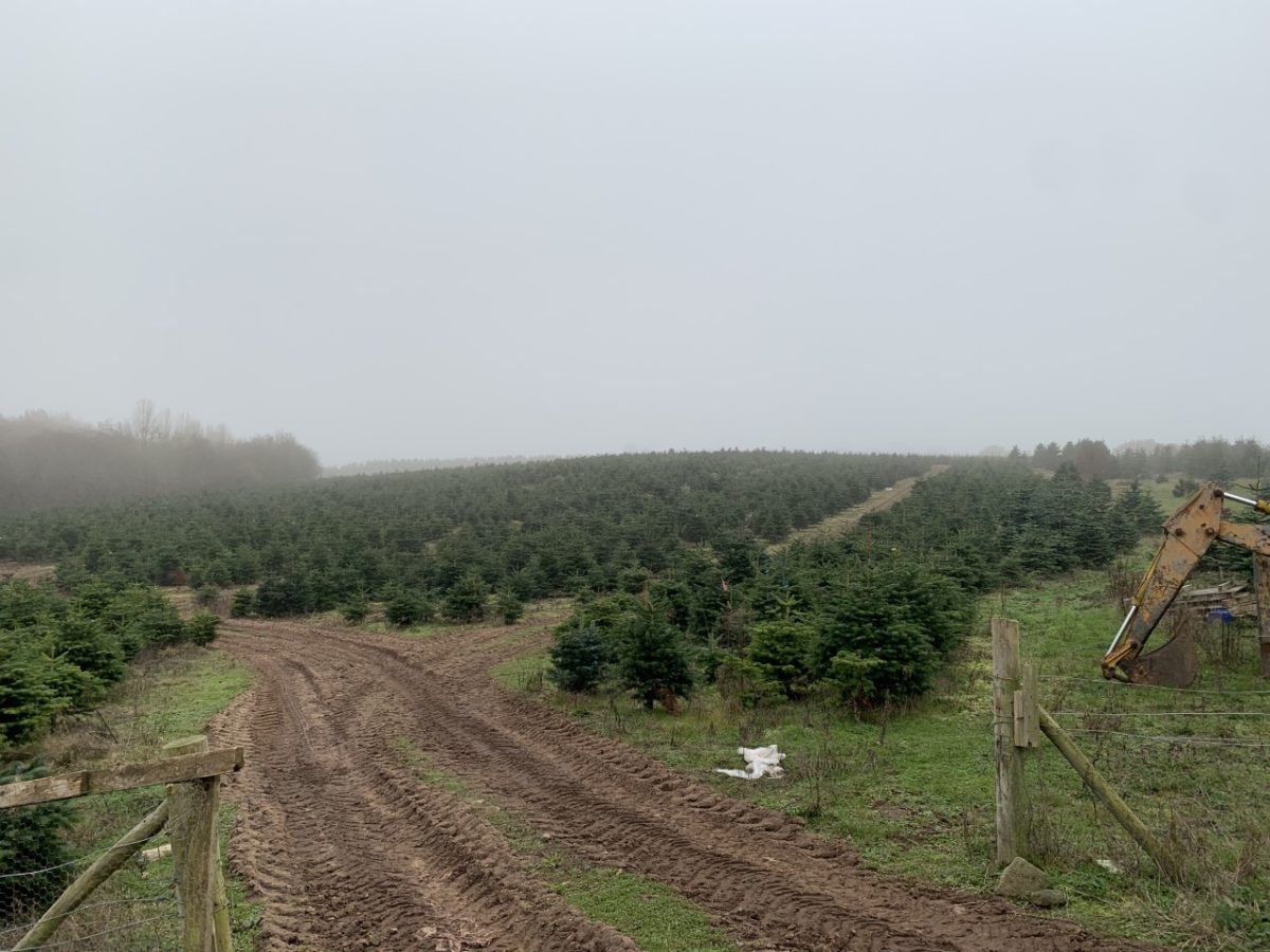 Rows of Spruce and Fir trees