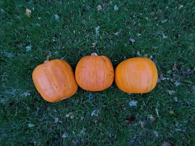 Three pumpkins in an arc laying on dark green grass