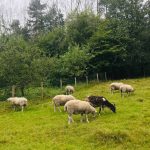 sheeps eating grass