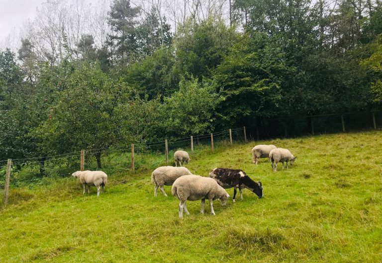 sheeps eating grass