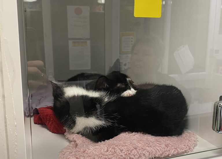 two cats in a enclosure at a cat rescue