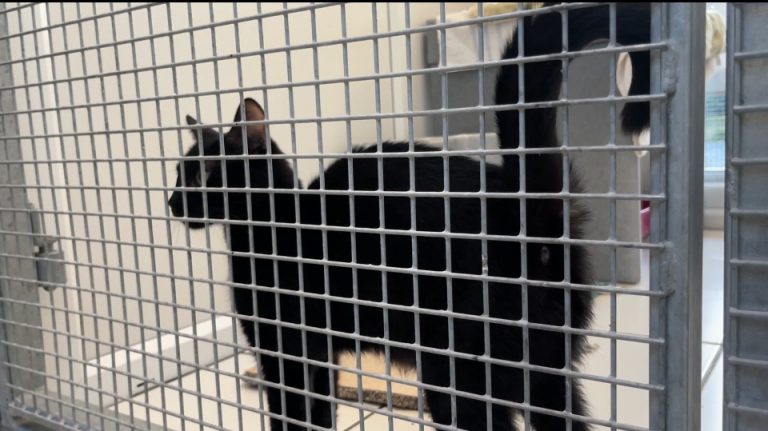 Cat in rescue centre in their enclosure