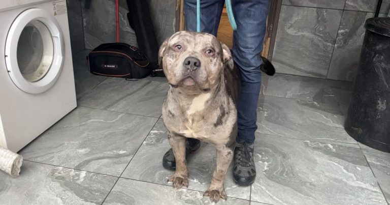 XL Bully dog