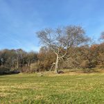 A tree standing on its own in a park