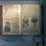 image of old book against a blue background in a glass cupboard. The book has illustrations of various plants with details about the what each plant is called and where it grows.