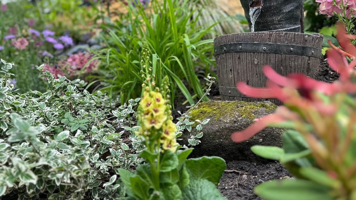 A picture of the plants in the Myrtle Tavern's pub garden which are taken care of by the staff.