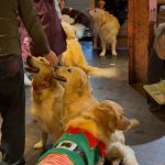 Lots of golden retrievers at Revolucion de Cuba at the Pop and Bark