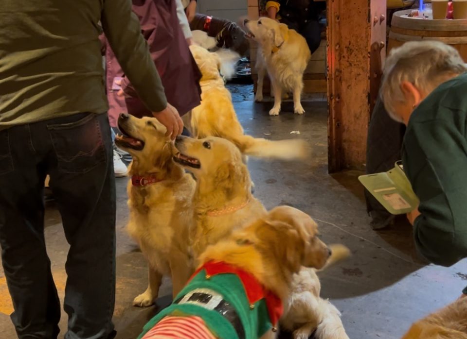 Lots of golden retrievers at Revolucion de Cuba at the Pop and Bark