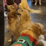 Three dogs at revolucion de cuba for the Pop and Barks event on Sunday the 23rd of November