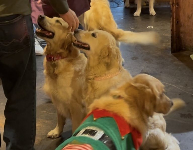 Three dogs at revolucion de cuba for the Pop and Barks event on Sunday the 23rd of November