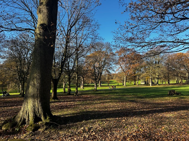 Trees in a park, with the sun shining and leaves on the ground