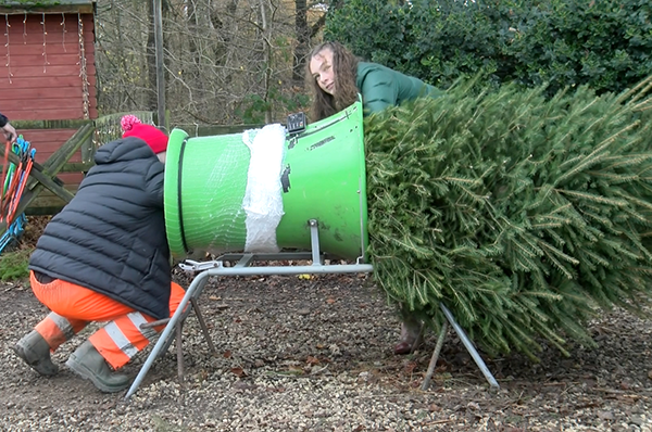The image shows a farmer pulling a tree through a netter