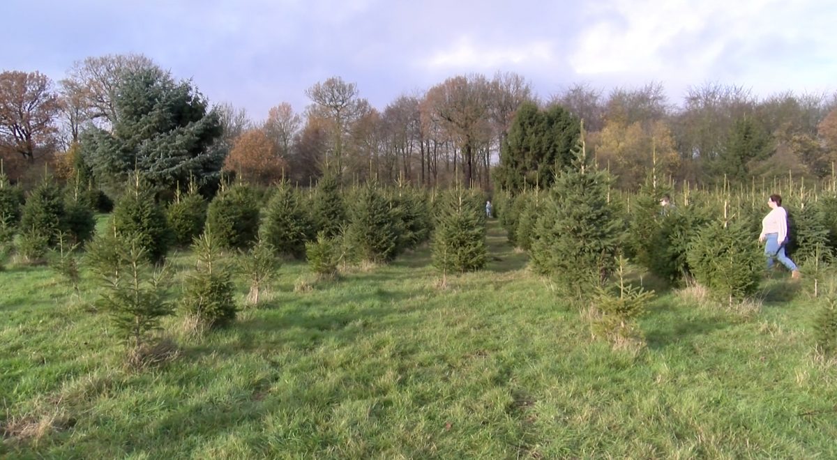 The image shows a field of trees