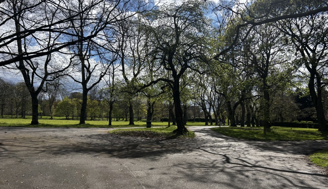 An image of a wide asphalt path in a park or wooded area splitting into different directions, surrounded by numerous tall trees with thin, widespread branches. Some trees are covered in fresh green spring leaves, while others are mostly bare.